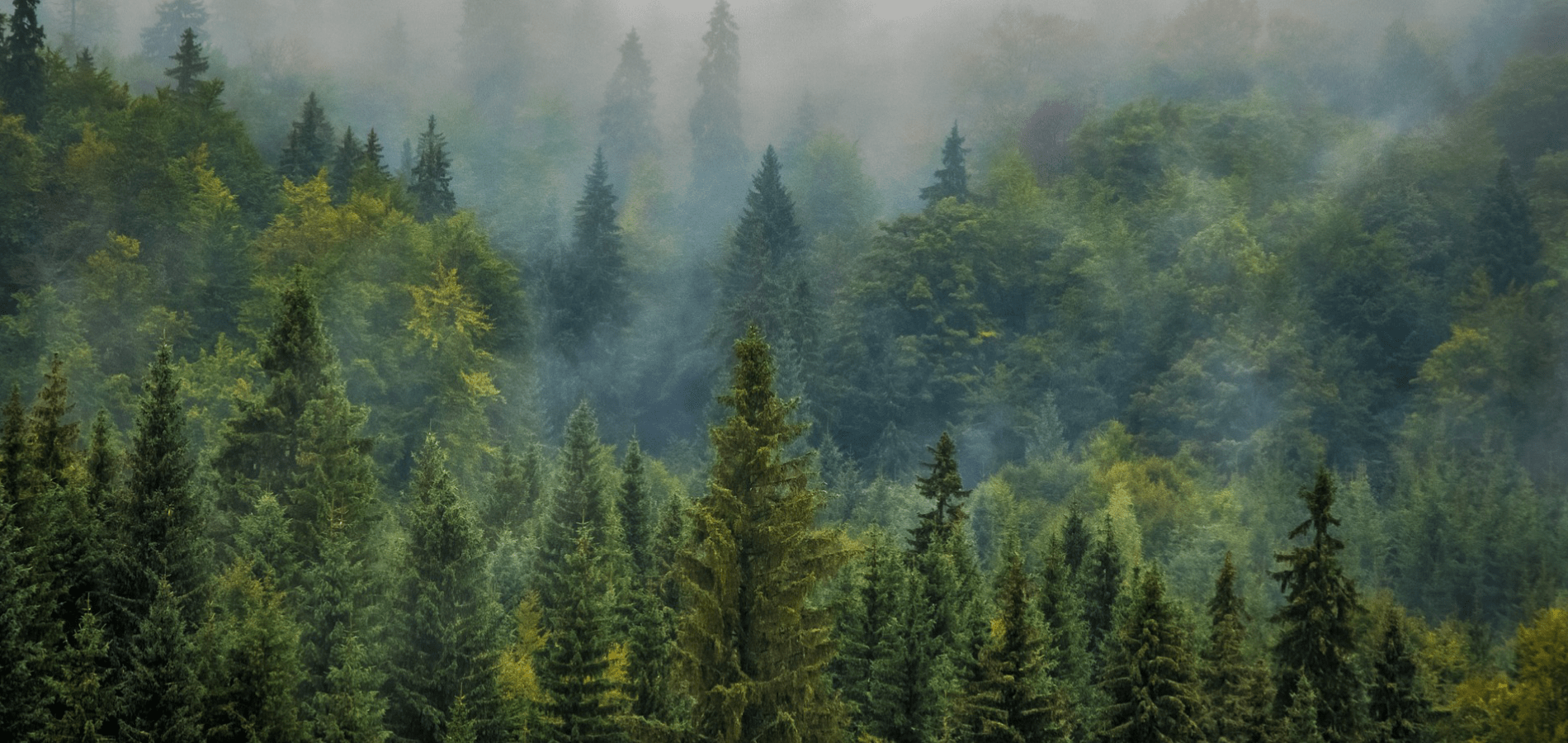 Forest with fog