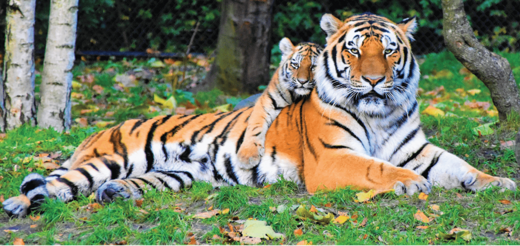 Tiger and baby Tiger laying in the grass