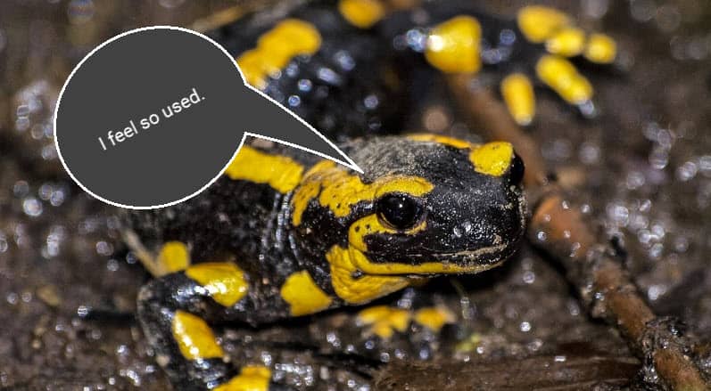 image of a salamander with speech bubble saying "I feel so used"