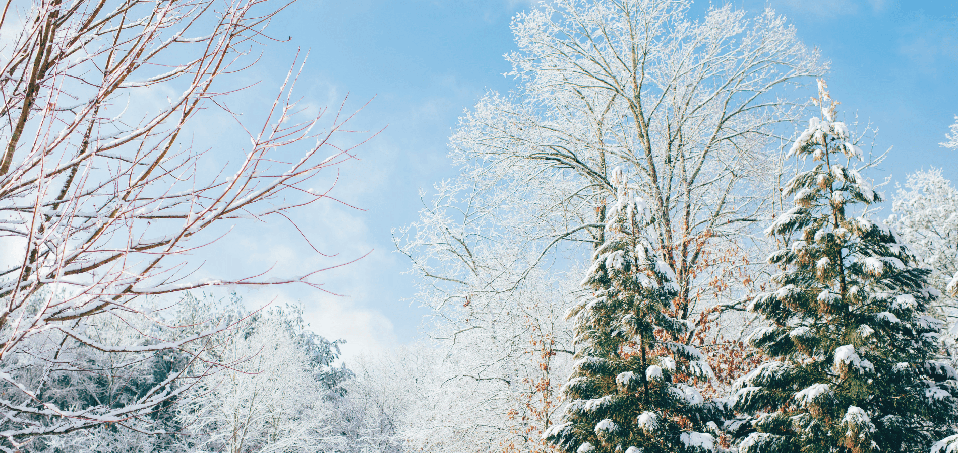 photo of snowy trees in winter