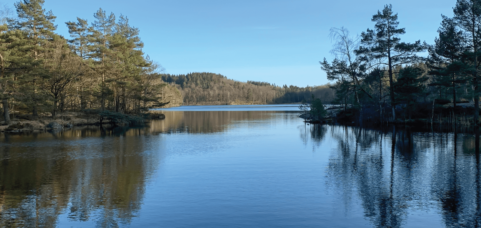 image of lake surrounded by trees