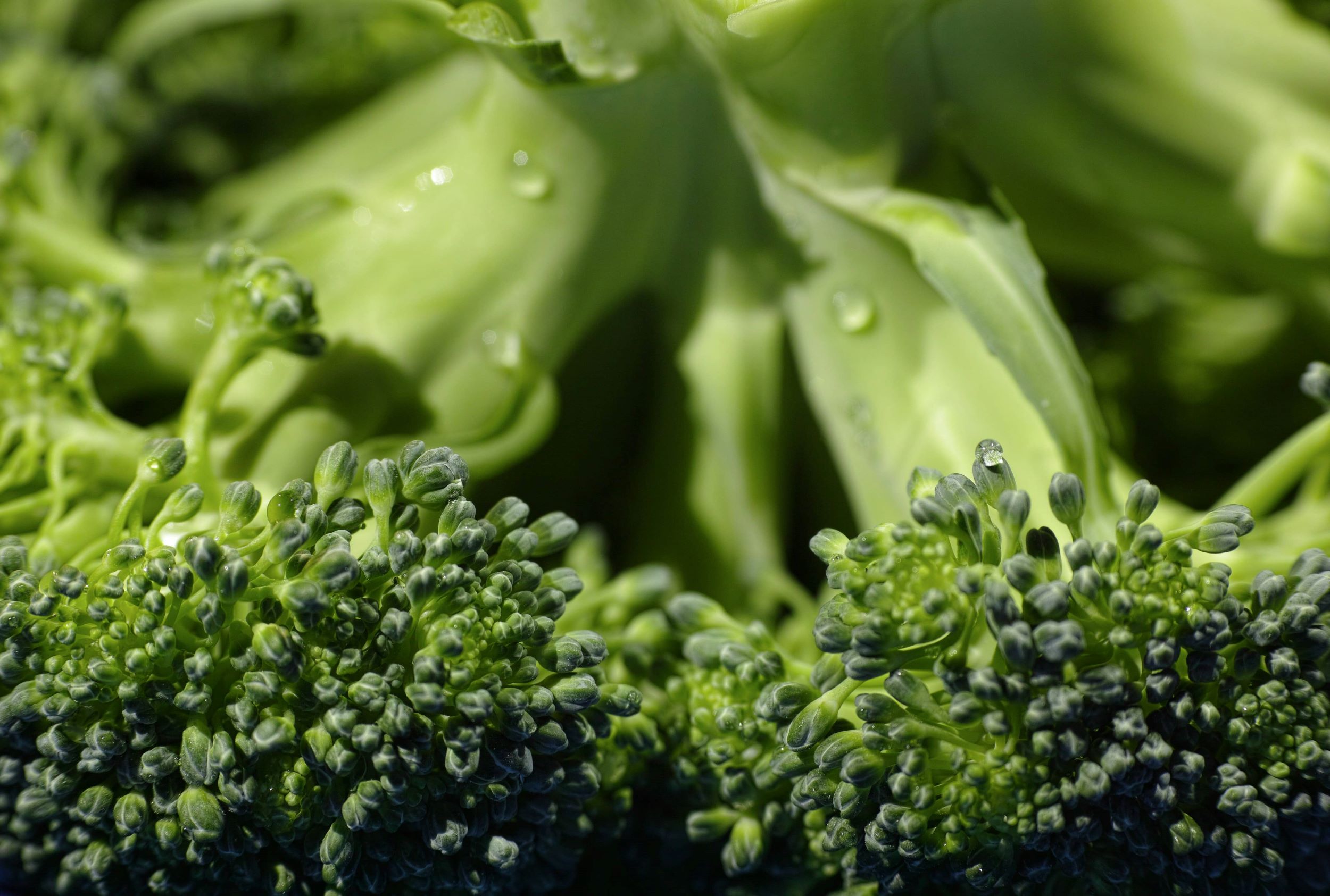 An image of broccoli.