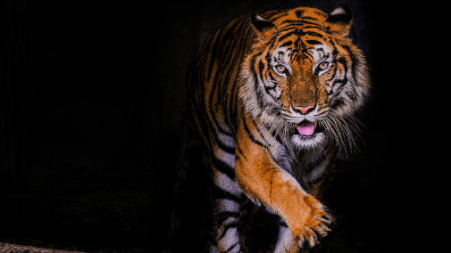 Tiger walking towards camera on black background